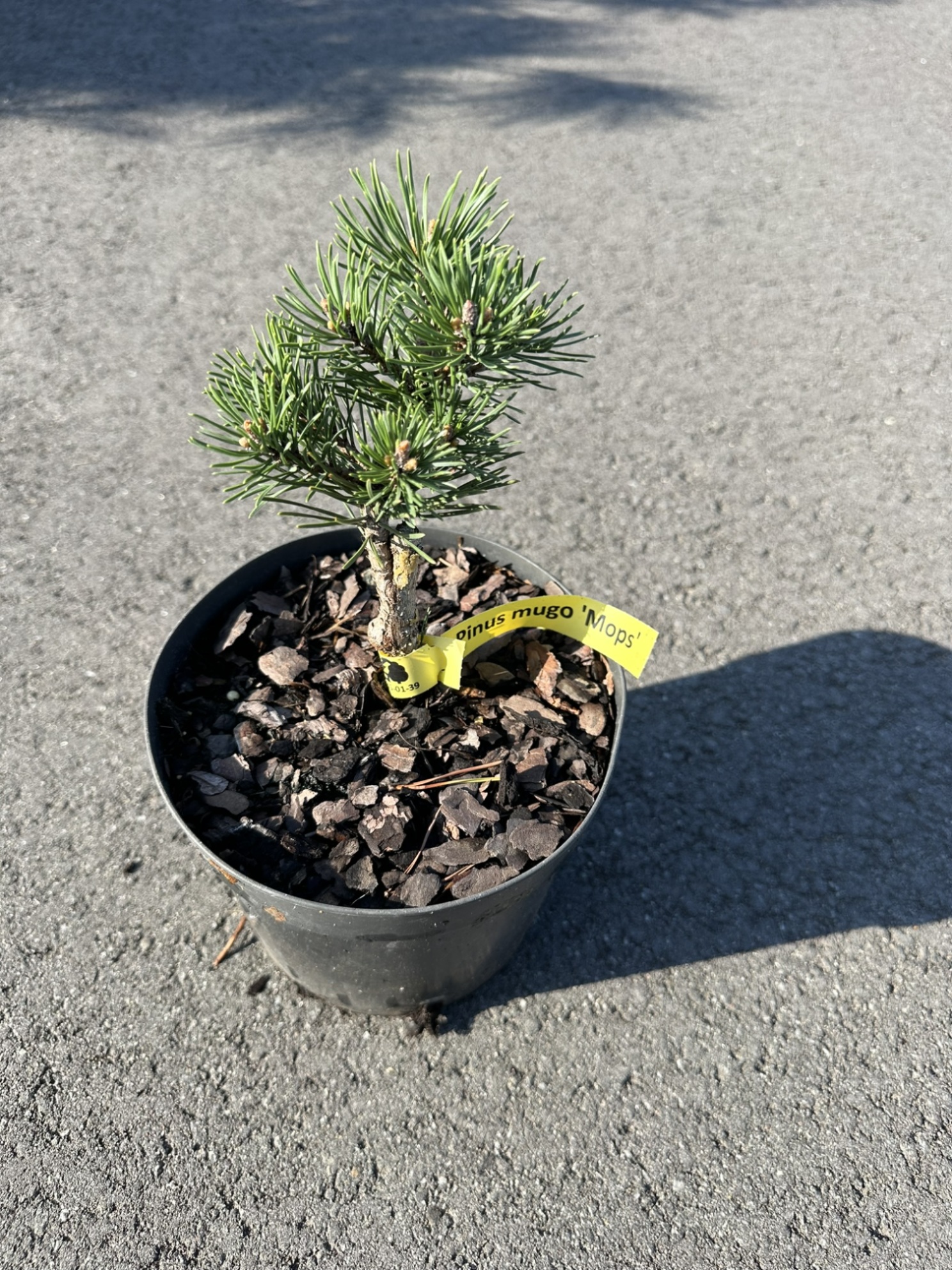 Сосна горная Мопс